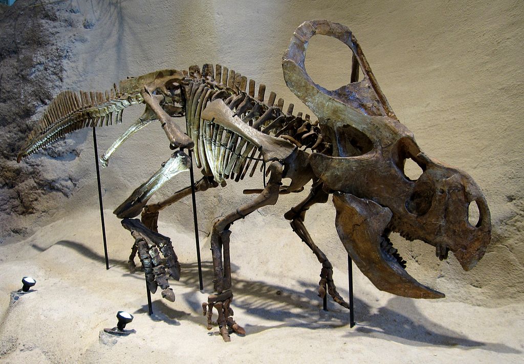 Mounted P. Andrewsi Skeleton, Carnegie Museum of Natural History, Pittsburgh, Pennsylvania, © Creative Commons